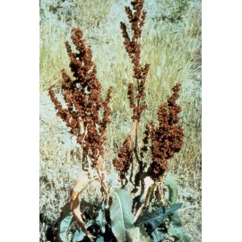 Fresh 100+ Curly Dock Seeds (Rumex Crispus)