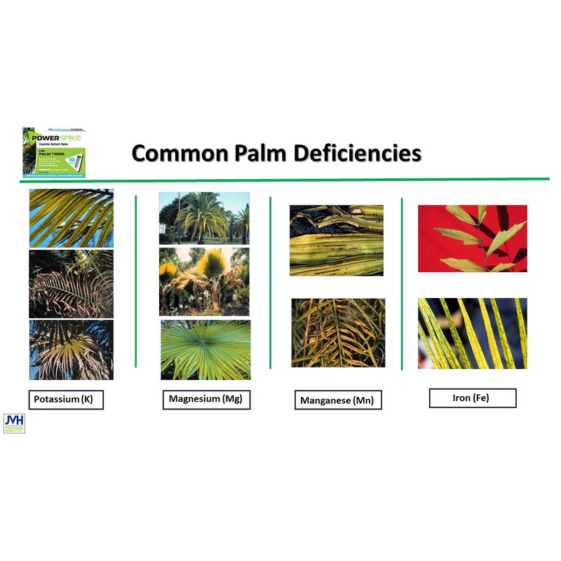 Power Spike for Palm Trees, Palm Tree Fertilizer Spike. Nutrient