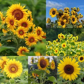 DouxiE 50pcs Multi-Headed Sunflower Seeds for Planting- Rare and Stunning Garden Blooms Non GMO Heirloom Garden - Planting Instructions for Easy Grow - Great Gardening Gifts