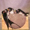 Vivara Artificial Nesting Box / Nesting Aid for Smoking Swallow