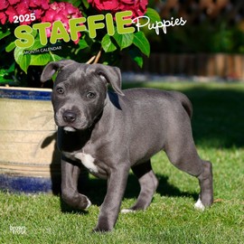 Staffordshire Bull Terriers Puppies | 2025 12 x 24 Inch Monthly Square Wall Calendar | Plastic-Free | BrownTrout | Staffies Dog Breeds
