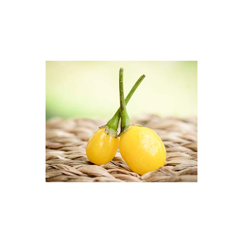 Yellow Wiri Wiri Heirloom Pepper Premium Seeds for Planting Packet