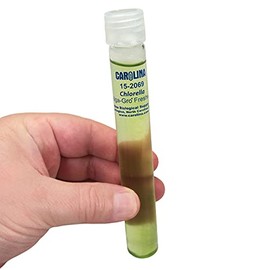 Chlorella, Living Green Algae Culture, Enough Materials For A Class Of 30