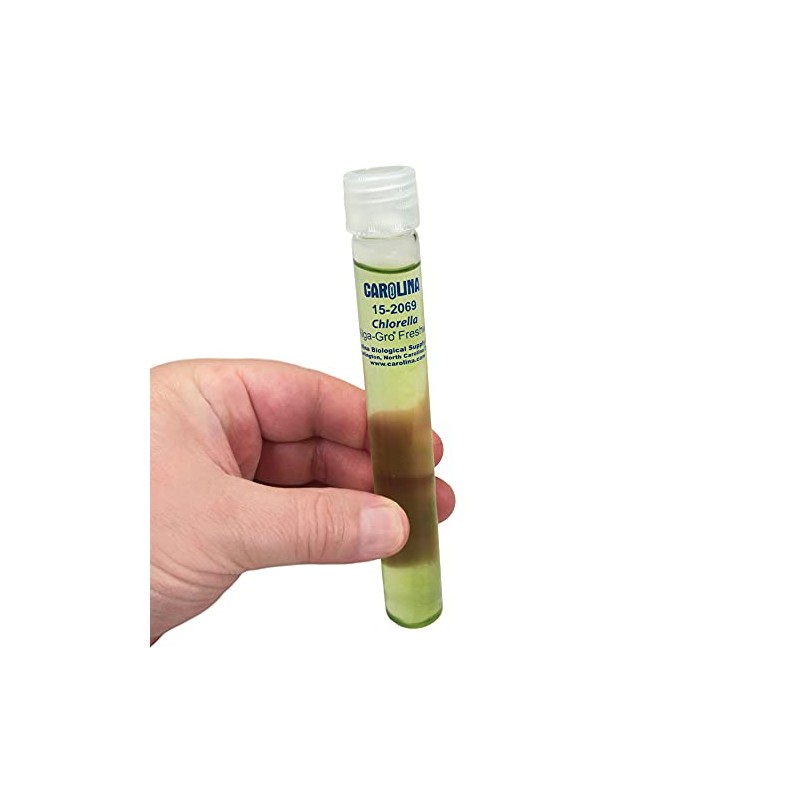 Chlorella, Living Green Algae Culture, Enough Materials For A Class