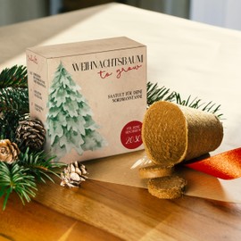 Christmas Tree Growing Set as Advent Calendar Filling - Mini Gift as an Idea for the Advent Calendar for Women and Men - Nordmann Fir for Planting Yourself