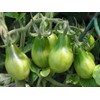 Seeds4planting - Seeds Tomato Emerald Pear Green Indeterminate Vegetable Heirloom