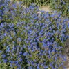 500 Blue Italian Alkanet Anchusa Capensis Flower Seeds Cape Forget-Me-Not
