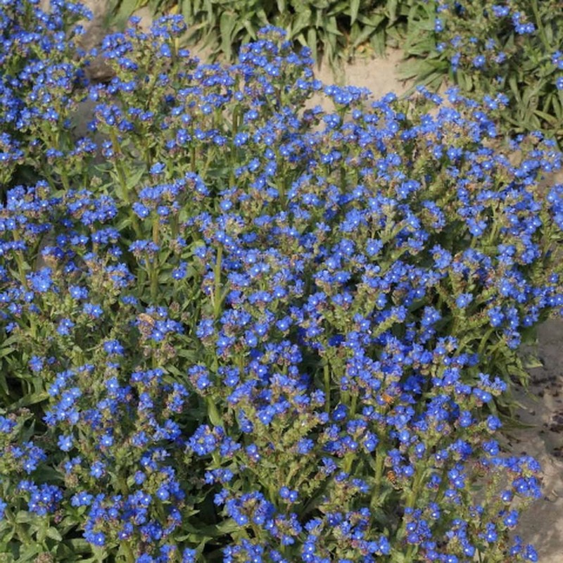 500 Blue Italian Alkanet Anchusa Capensis Flower Seeds Cape Forget-Me-Not