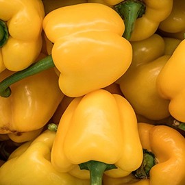 Mini Bell Yellow Sweet Pepper Garden Seeds - 500 Seeds - Non-GMO Vegetable Gardening Seed