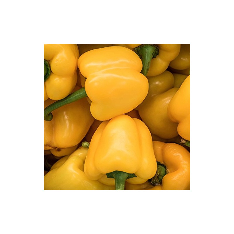 Mini Bell Yellow Sweet Pepper Garden Seeds - 500 Seeds