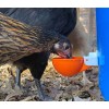 Rabbitnipples.com 8 Chicken Watering Cups Poultry Drinker Waterer Duck Geese
