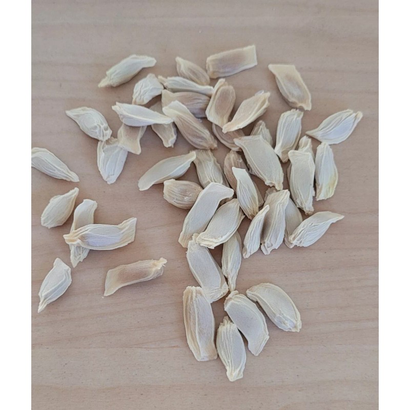 pomelo 20 Pomelo Seeds Sweet Good Variety