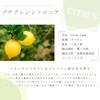 e-aroma Petite Glen Citronia 100g Essential Oil Essential Oil Aroma