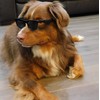 G006 Dog Medium Breeds 20-40 lbs Pet Cat 80s Costume
