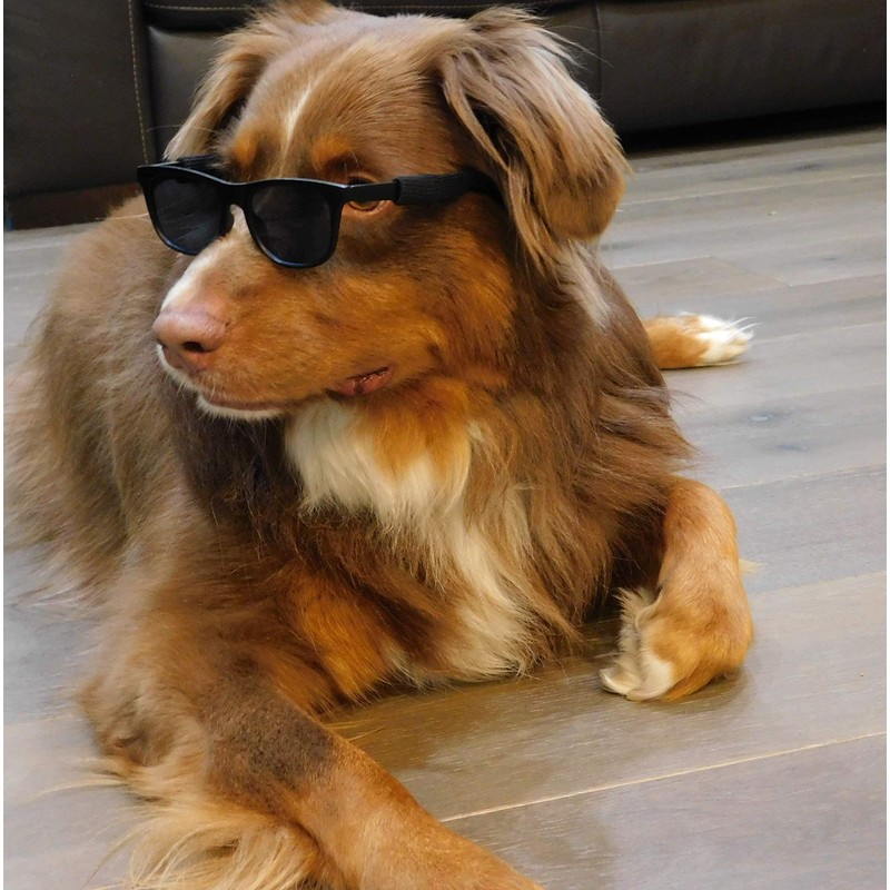 G006 Dog Medium Breeds 20-40 lbs Pet Cat 80s Costume
