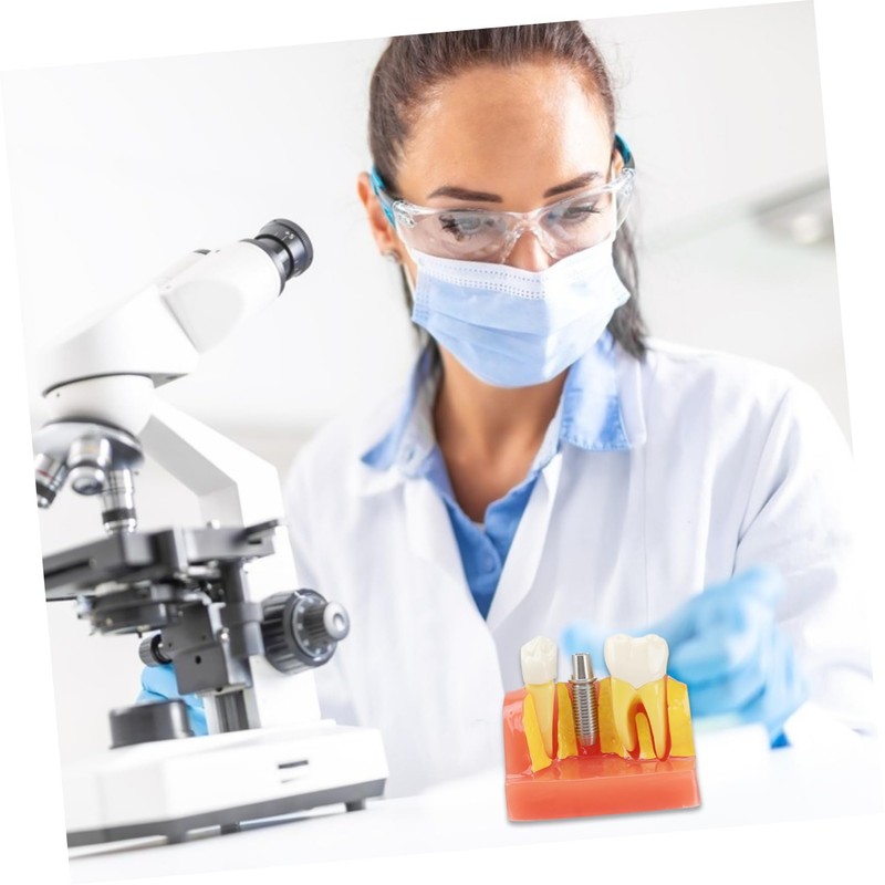 Gatuida 1pc Tooth Model Learher Gronwn Ups Teeth Teaching Model