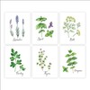 Botanical Prints Kitchen Herbs Wall Art - (Set of 6)