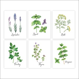 Botanical Prints Kitchen Herbs Wall Art - (Set of 6) - Unframed - 8x10s