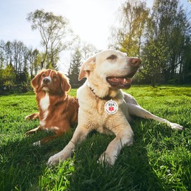 MYDEERYOO Emotional Support Animal ESA Dog ID Tag, Double Side Engraved Protected Under Federal Law with Medical Alert Symbol Easily Attach to Dog Collar, Harness (M)