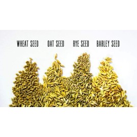 Thunder Acres Certified Organic Lawn And Patio Seed 1 Pound High Germination Rate