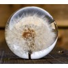 Dynasty Gallery FloraCulture Paperweight Dandelion