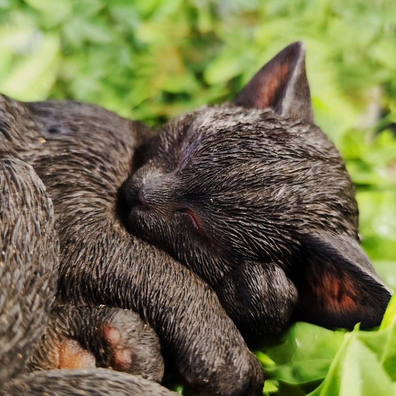 Vivid Arts - Sleeping Cat Black - XRL-ZC37-D