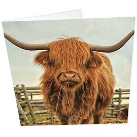 Maturi Highland Cow Photographic Blank Birthday Greetings Card, 15.5 x 15.5 cm