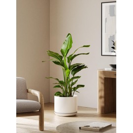 LE TAUCI 12 Inch Pots for Plants, Ceramic Plant Pots with Drainage Holes and Saucers, Elegant and Durable Large Plant Pot, Perfect for Home & Office Decor, White