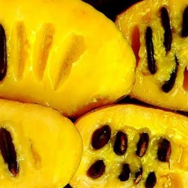 Fresh Delicious Pawpaws. 10 Seeds. Start with the Best. Asimina triloba. Free Ship.