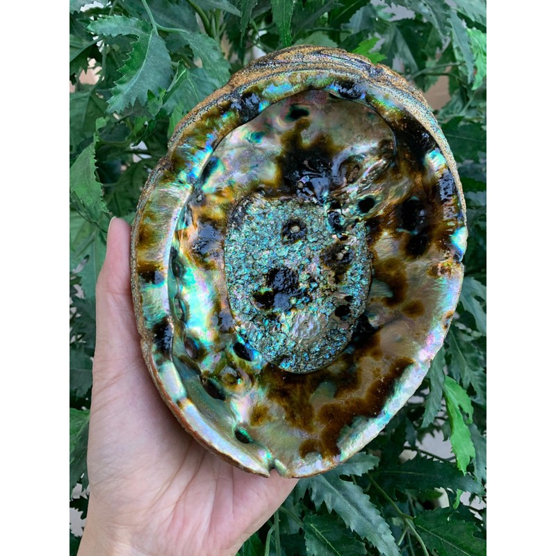 Abalone Shell, Seashell Incense Burner, Smudge Bowl for Holding Smudge