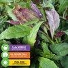 Okinawa Spinach - Gynura crepioides - Wellspring Garden Starter Plant
