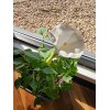 Flowers White Moonflower Seeds, Fragrant Bush, Organic, Datura Innoxia 60