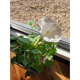 Flowers White Moonflower Seeds, Fragrant Bush, Organic, Datura Innoxia 60 Seeds.