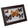 Butterfly Specimen Craft Frame, Real Framed Butterfly, Butterfly Specimen Display