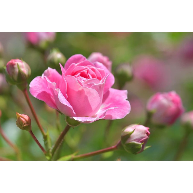 Applied Natural Science Rose Mycorrhizal Bacteria, 6.8 fl oz (200