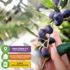 Leccino Olive Tree - Olea europaea by Wellspring Gardens -