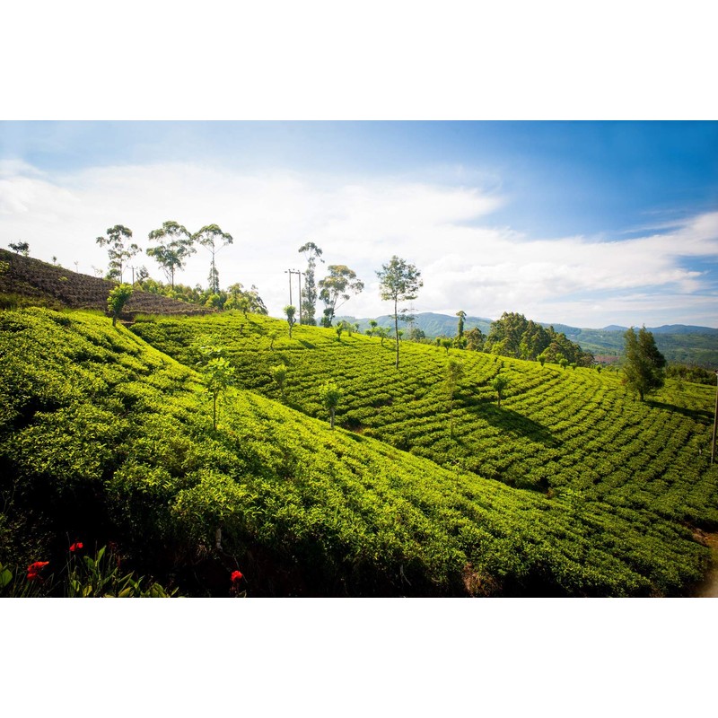 Dilmah Yatha Wate (Tea Bag), 1.4 oz (40 g)