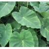 Taro 2 Sprouted Taro Root Bulbs Elephant Ear Live Plant