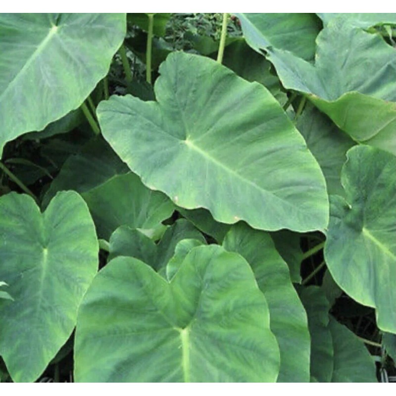 Taro 2 Sprouted Taro Root Bulbs Elephant Ear Live Plant