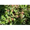 Plant Good Seed Ashwagandha Seeds, Certified Organic - Indian Ginseng
