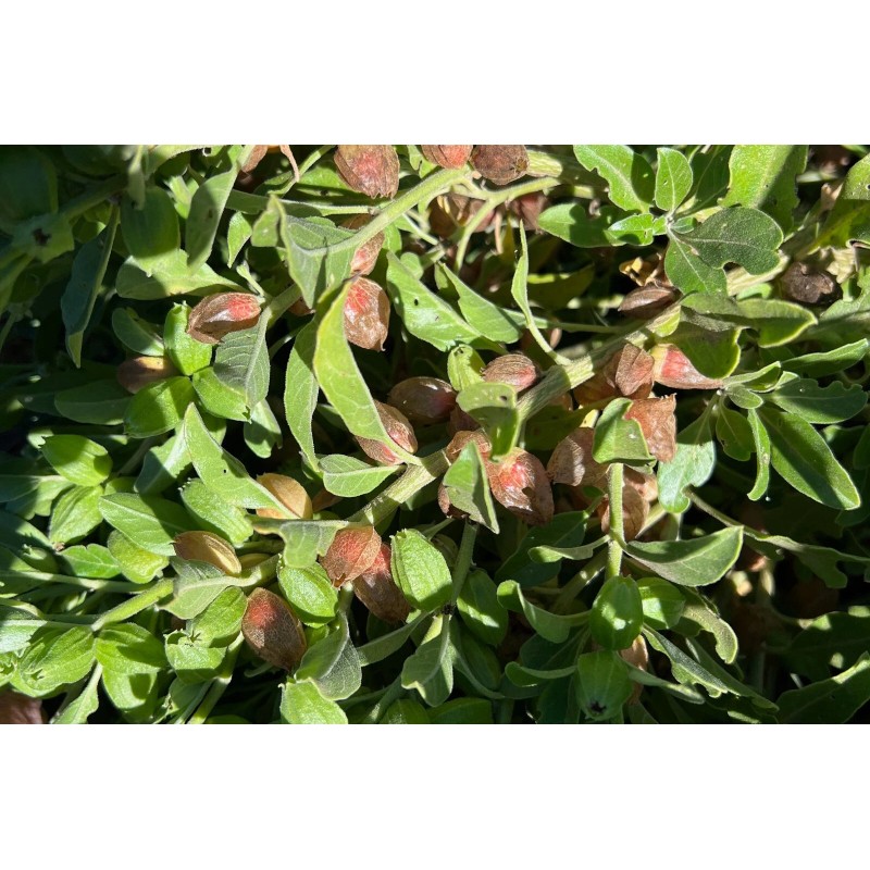 Plant Good Seed Ashwagandha Seeds, Certified Organic - Indian Ginseng
