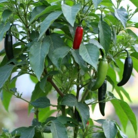 Richie’s Growth Market Jalapeno Pepper Seeds, Spicy Chili, Perfect for Salsa, Non-GMO, Free Shipping - 50 Seeds