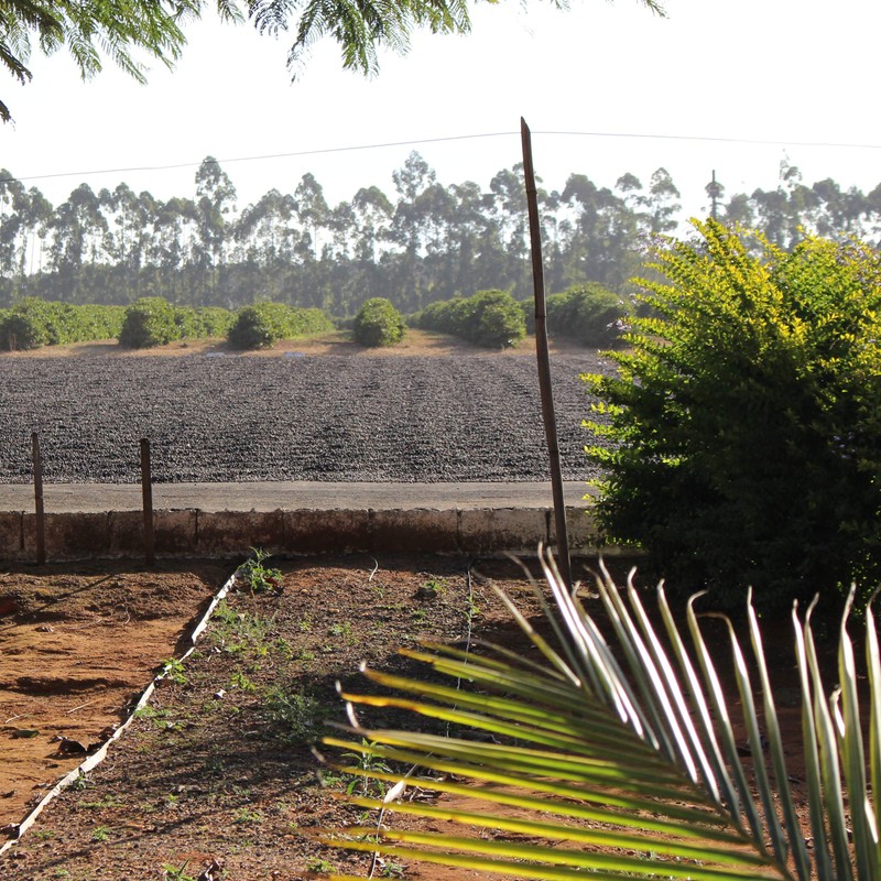 Klatch Coffee Brazil Klatch Diamond Reserve Medium Roast, 2 Pound,