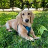 Best Pet Supplies Voyager Step-in Lock Pet Harness – All