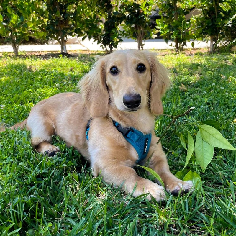 Best Pet Supplies Voyager Step-in Lock Pet Harness – All