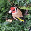 Vivid Arts - Hanging Goldfinch on Branch - HGF-019