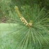 MySeeds.Co Pinus strobus (Wisconsin) (Eastern White Pine) Tree Seeds, Attractive