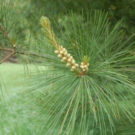 MySeeds.Co Pinus strobus (Wisconsin) (Eastern White Pine) Tree Seeds, Attractive Cones - Trial Packet Size (1 Gram ~ 50 Seeds)