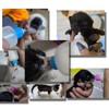 Pet Bottle Kit, Squeeze Liquid Replaceable Silicone Teat for Newborn