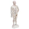 Human Body Acupuncture Model Professional Portable Meridian Points Model for